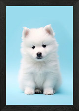 Samoyed Puppy Framed Wall Art