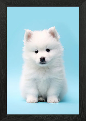 Samoyed puppy framed - puppy, wall