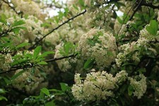 NEW PYRACANTHA FIRETHORN BUSH