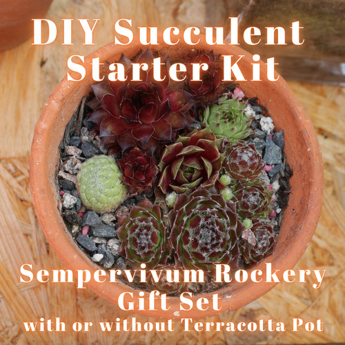 Diy succulent starter kit - diy,