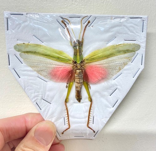 Locust chondacris rosea - locust.,
