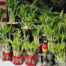 30 Lucky Bamboo Plants - 10