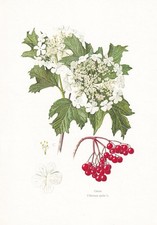 1974 GUELDER ROSE Print -