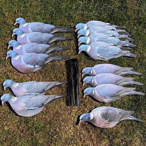 Set wood pigeon - of,