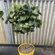 Citrus Lemon 4 Seasons 20cm