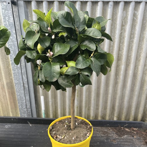 Citrus lemon seasons 20cm - citrus, 4