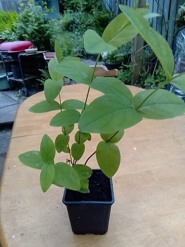 John wort plant - john's,