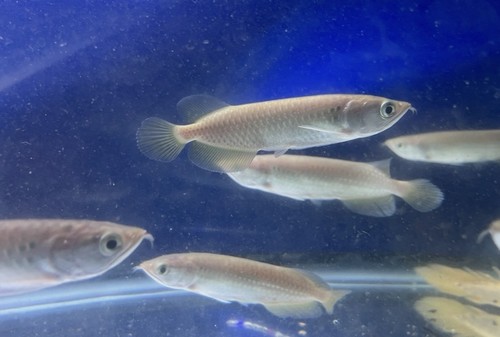 Live tropical fish - tropical, fish-jardini