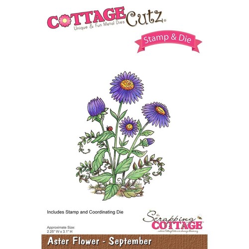 Cottage cutz aster flower - cottage,