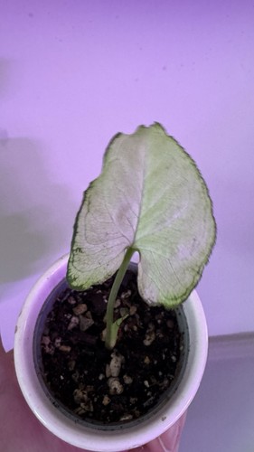 Syngonium arrowhead plant - syngonium,