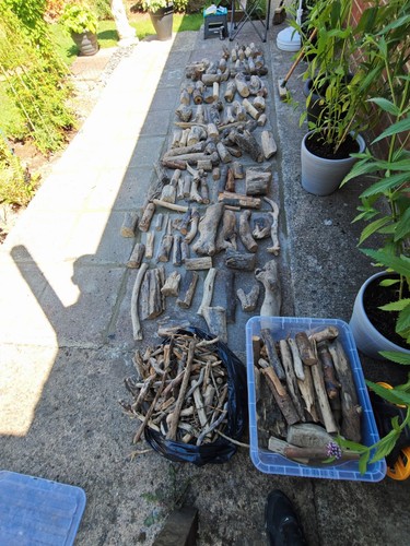 Job lot 150 driftwood bundle - 150+,