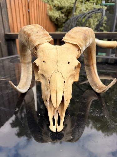 Real rams skull - real, taxidermy
