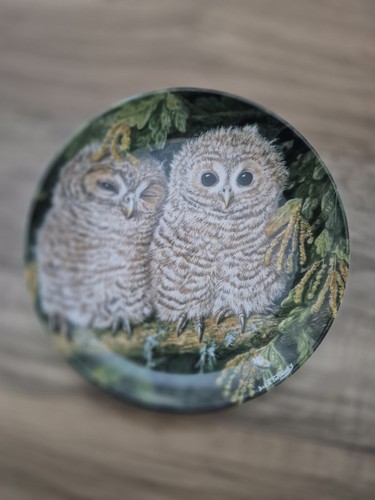 Wedgewood the baby owls tawny - wedgewood,