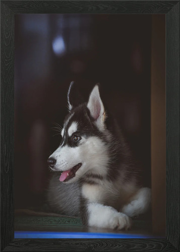 Siberian husky puppy dog - siberian,