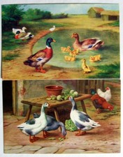 Postcards (2) - DUCKS & GEESE