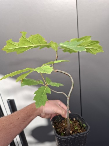 Red oak bonsai - red,