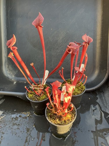 Sarracenia all red collection - red,
