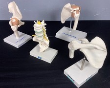 Four Medical Models, Hip Joint, Two Shoulder Joints & Lumbar Spine.