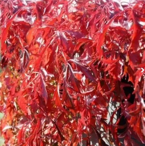 5ft inc pot virginia creeper - inc.,