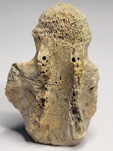 Big champsosaurus vertebra - big,