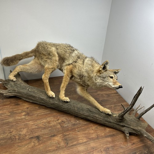 Taxidermy coyote log full - on,