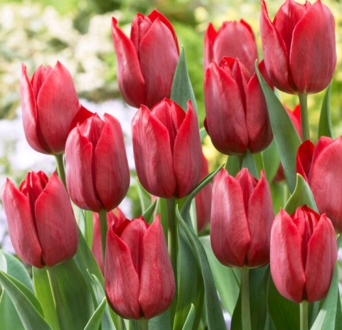 Tulip pallada plant - tulip, 'pallada'