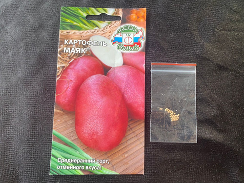 Potato seeds russian - potato,
