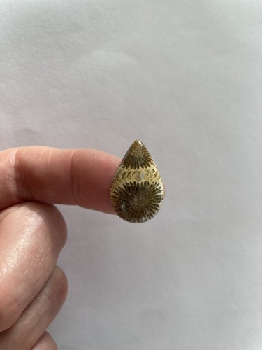 Fossil coral cabachon - cabachon,