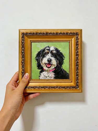 Happy bernedoodle dog - bernedoodle,