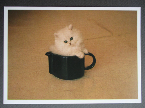 Cat postcard tiny white - postcard,