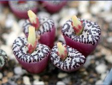 10x Conophytum obcordellum