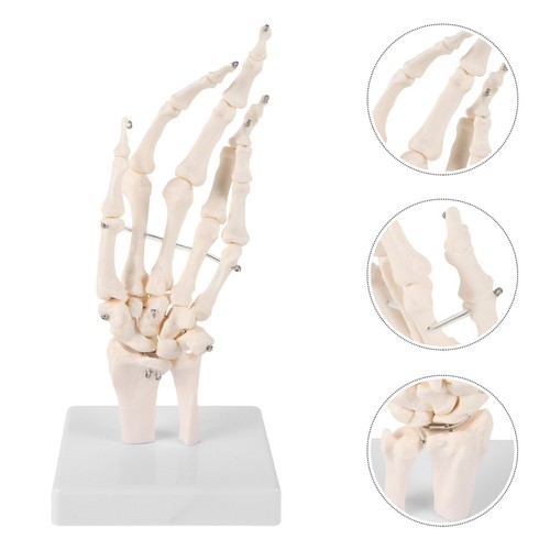 Hand anatomy models human - models,