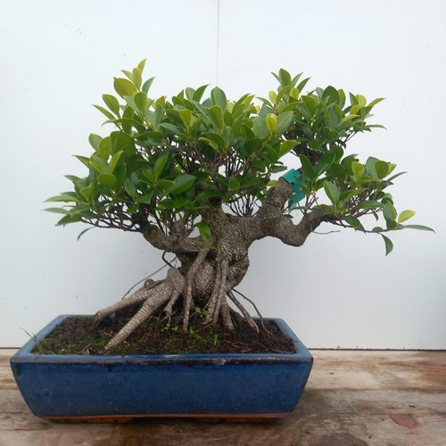 Ficus microcarpa - (banyan, fig)