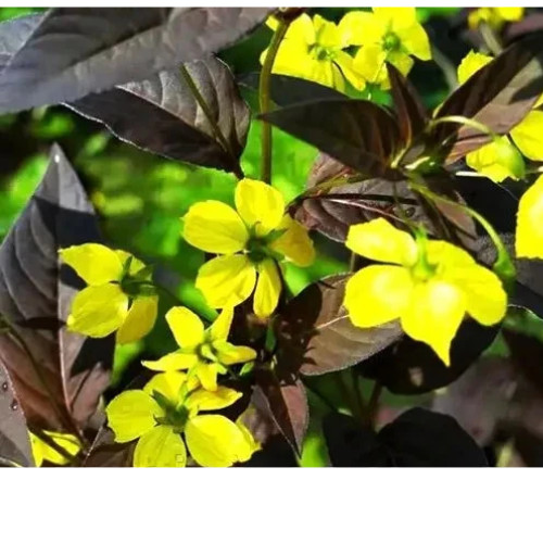 Three lysimachia ciliata - three, of