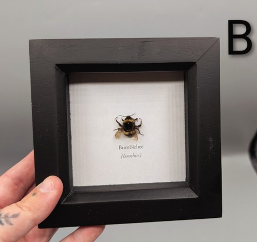 Framed bumblebee skulls - bumblebee,,