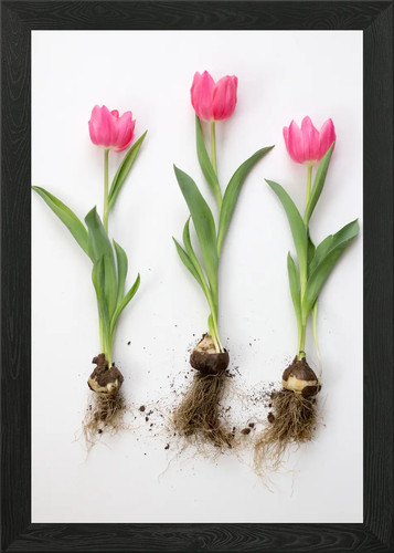 Tulip flower framed wall - flower,