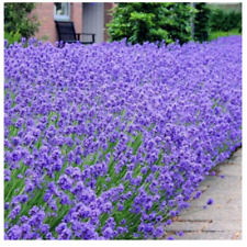 Lavender angustifolia Munstead Dwarf Perennial Plant 2 x 9 cm Pot English Lavend