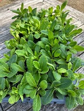 Polyanthus  Mixed Colours  Garden Plants Container 6 Large Plug Plants