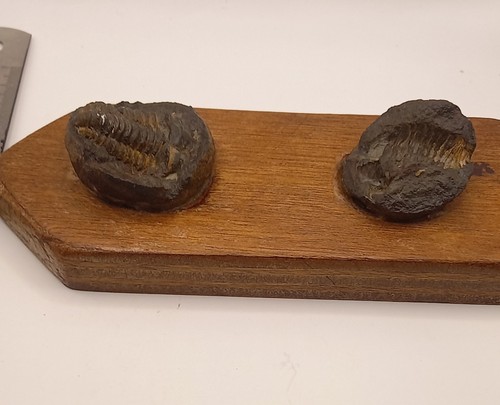 Fossil specimen - fossil,