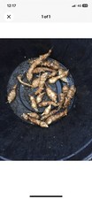 Jerusalem Artichoke 15 x