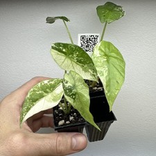 X2 Alocasia Simpo variegata -