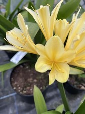 Clivia miniata Citrina  -