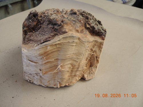 Burr elm wood - elm,
