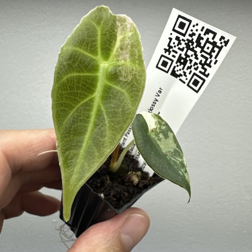 Alocasia watsoniana glossy - alocasia,
