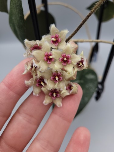 Hoya caudata sumatra hairy - hoya, (hairy