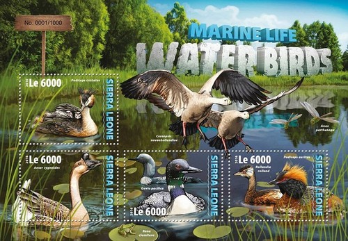 Waterbirds value mnh water - waterbirds,