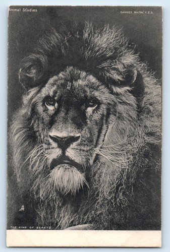 Postcard animal studies - postcard,