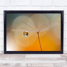 Little Night Music Dandelion Feather Downy Tuft Flower Flowers Pearl Art Print