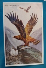 Rare Bird Postcard, Artist