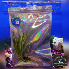 2 Aquatics or Terrariums Live Spider Plant 5" 